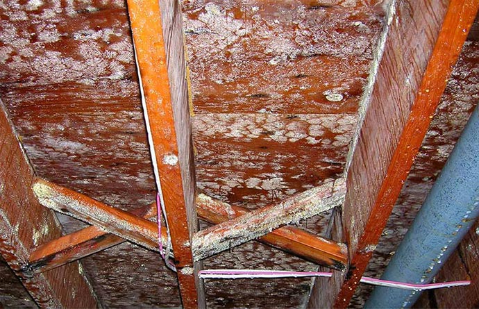 Attic before mold removal