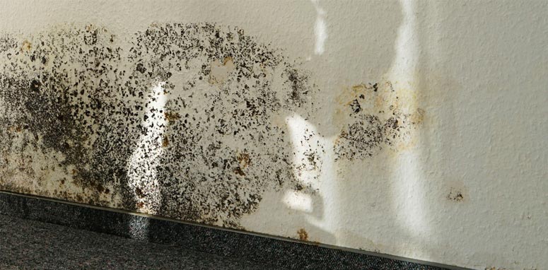 Mold Remediation in Vancouver WA