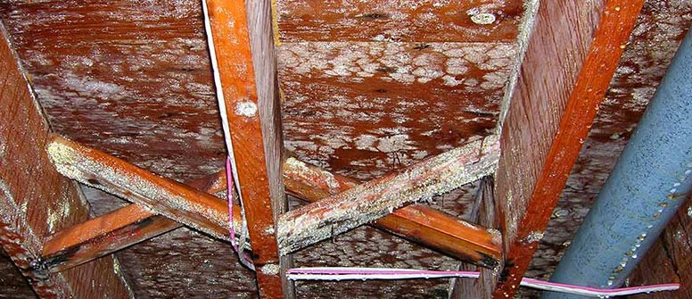 Attic Mold Removal Vancouver WA